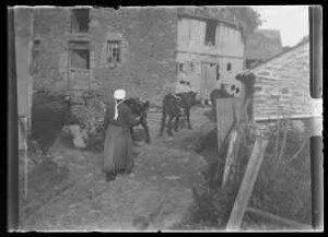 La Geslandière, tante Eloïse conduisant ses vaches